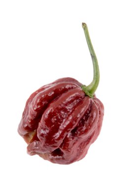 çeşitli Trinidad moruga akrep çikolata son derece sıcak biber