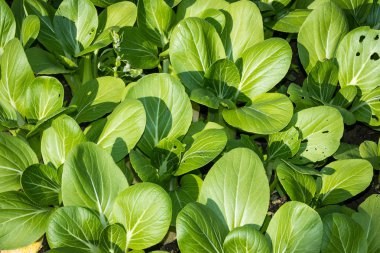 Pak choi açık closeup ekili