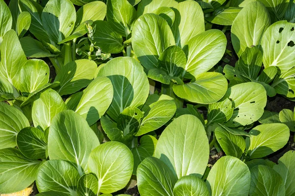 Pak Choi Cultivado Close Livre — Fotografia de Stock