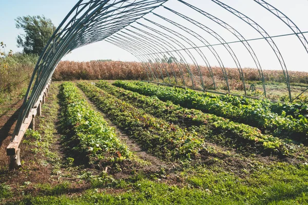 Bauerngarten Der Herbstreihe Von Salat Und Rettich — Stockfoto