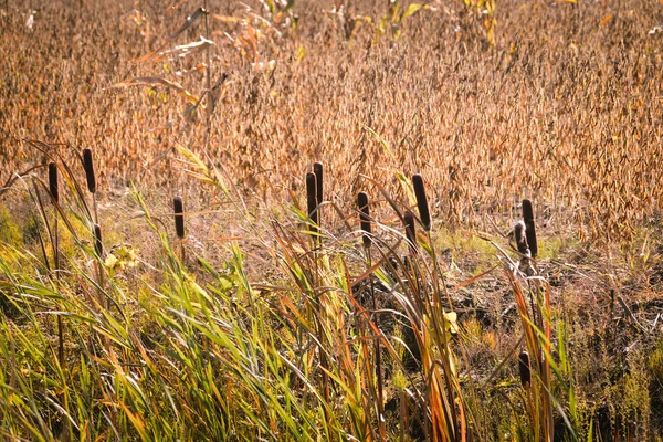 Typha Latifolia Cattail Fall Landscape — Stock Photo, Image