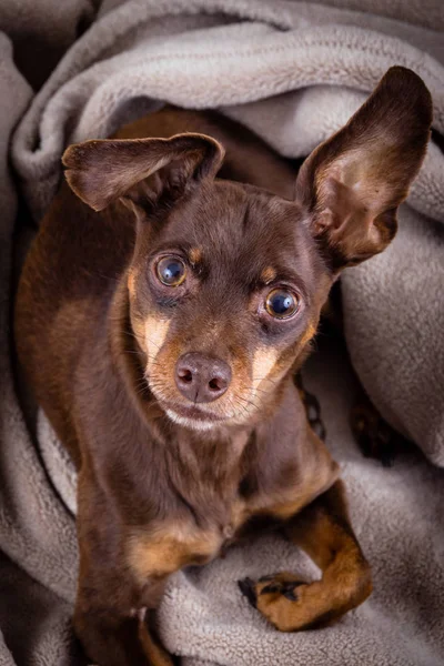 Pinscher Köpek Bir Paket Portre Üzerinde Döşeme — Stok fotoğraf