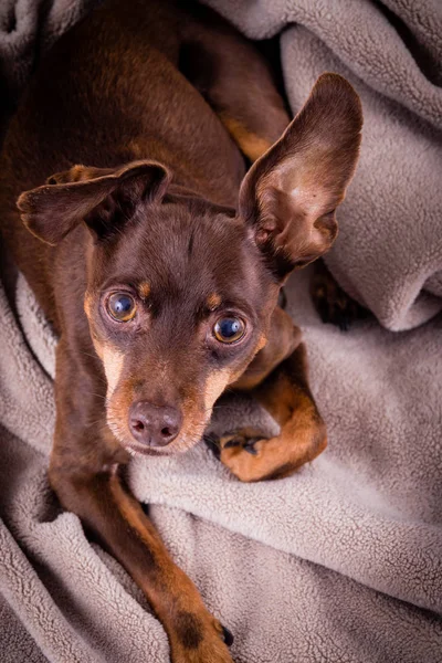 Pinscher Köpek Bir Paket Portre Üzerinde Döşeme — Stok fotoğraf