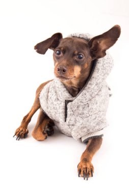 Beyaz arka plan üzerinde izole pinscher köpek