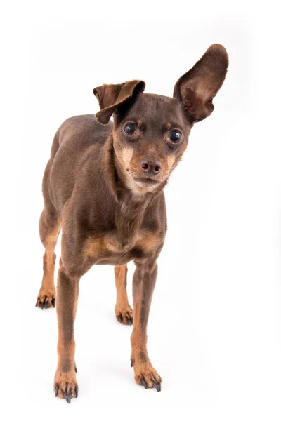 Pinscher Hond Geïsoleerd Witte Achtergrond — Stockfoto