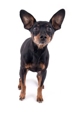 Beyaz arka plan üzerinde izole Alman Pinscher köpek doğurmak