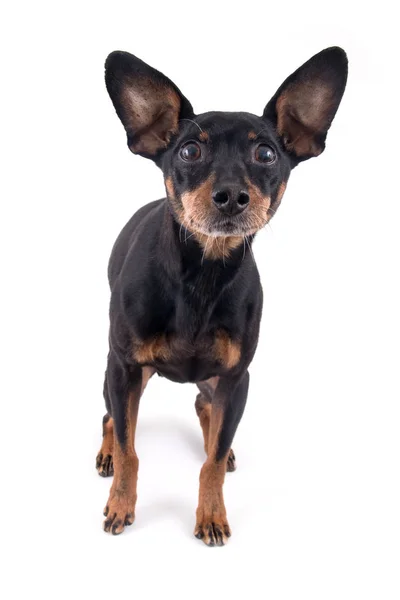 German Pinscher Dog Breed Isolated White Background — Stock Photo, Image