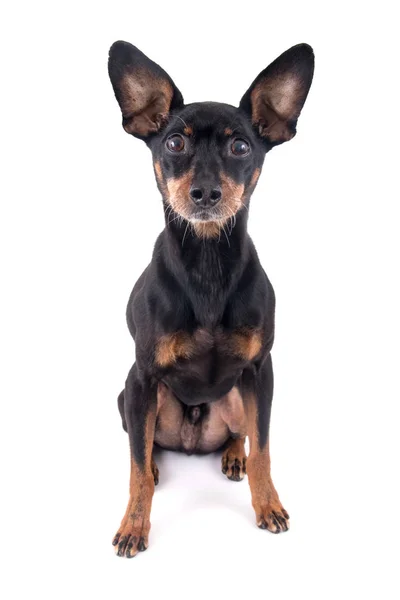 Beyaz Arka Plan Üzerinde Izole Alman Pinscher Köpek Doğurmak — Stok fotoğraf