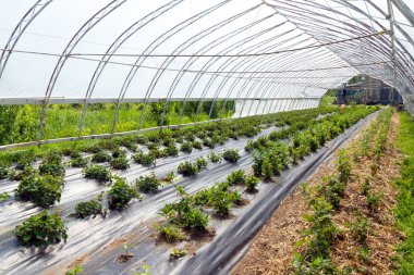 Japon crosne Stachys affinis bitki yeşil ev grubundaki