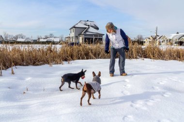 Dışarıda kış döneminde onların sahibi ile oynayan pinscher köpek