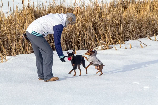 Pinscher dog playing outside in winter time with their owner