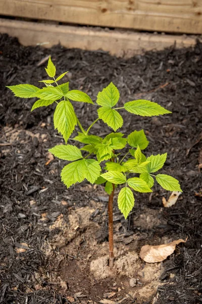 Raspberry cuttings planted in the spring — Stock Photo, Image