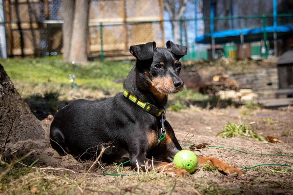 Niedlicher Pinscher-Hund nimmt Sonnenbad — Stockfoto