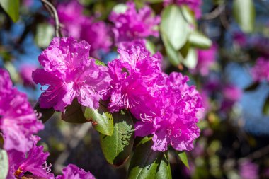 İlkbaharda orman gülü ağaçları yakın çekim
