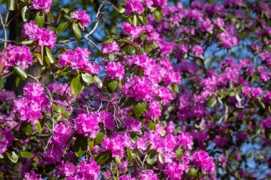 İlkbaharda orman gülü ağaçları yakın çekim