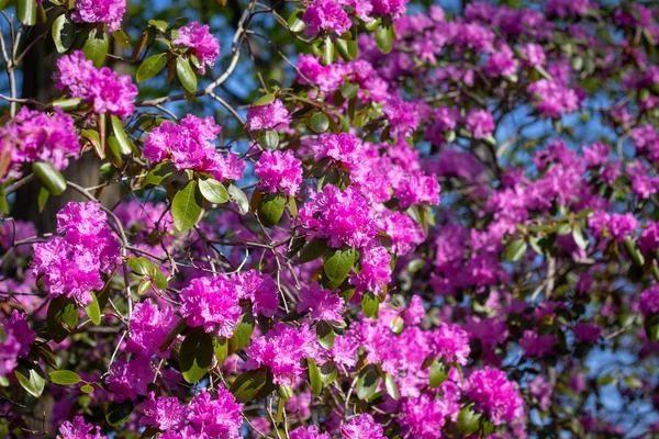 İlkbaharda orman gülü ağaçları yakın çekim