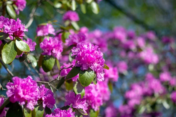 春満開のロドデンドロンの木がクローズアップ — ストック写真