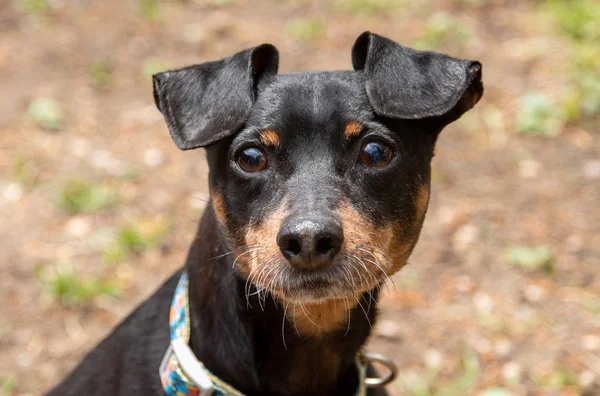 Adorable pitiful pinscher dog outdoor — Stock Photo, Image