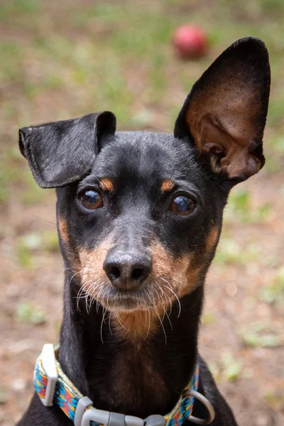 Sevimli acınası pinscher köpek açık — Stok fotoğraf