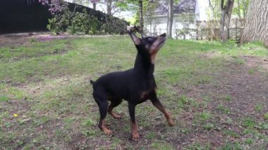 Pinscher köpek açık top oynarken zevk 