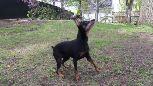 Pinscher Pies Ciesząc Grać Piłka Wolnym Powietrzu — Wideo stockowe