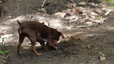 kir kazıyor minyatür Pinscher köpek