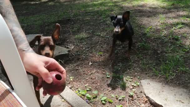 Pinscher Hund Genießt Ballspielen Freien — Stockvideo