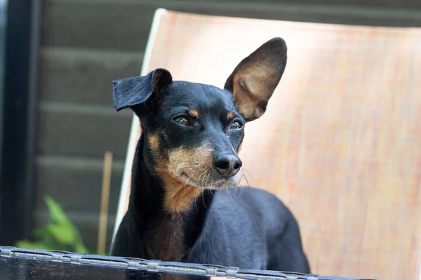 Bonito preto pinscher cão olhando para — Fotografia de Stock