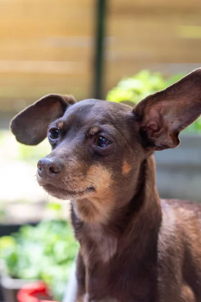 Amichevole marrone pinscher cane ritratto all'aperto — Foto Stock