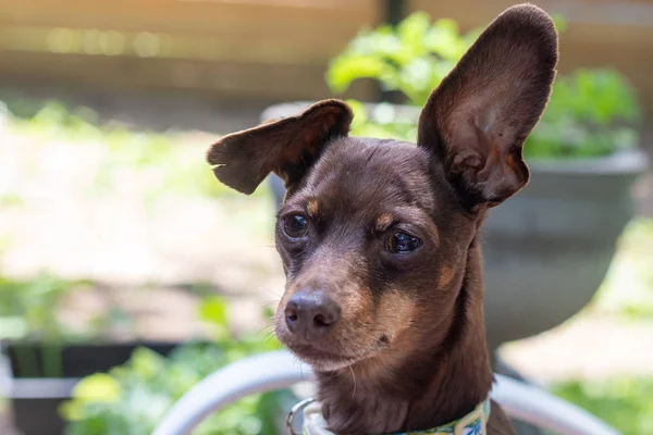 brown pisncher dog portrait expression sadness