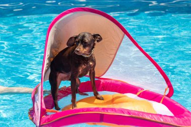 yüzme havuzunda yüzen minyatür pinscher köpek