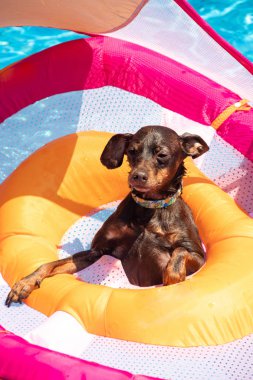 yüzme havuzunda yüzen minyatür pinscher köpek