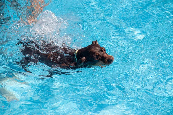 Entzückender Minikinderhund schwimmt im Pool — Stockfoto