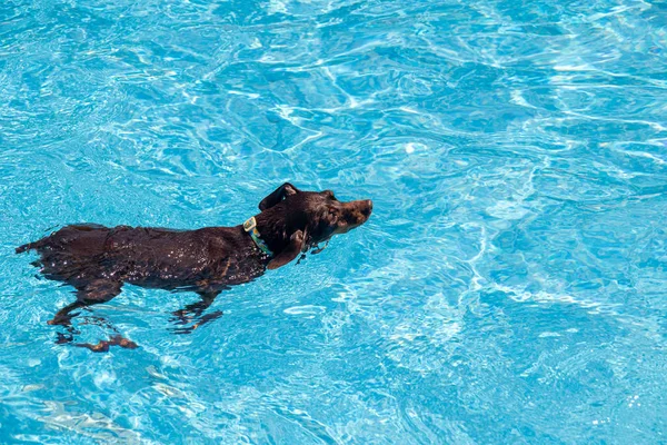 adorable miniature pinscher dog swimming in the pool