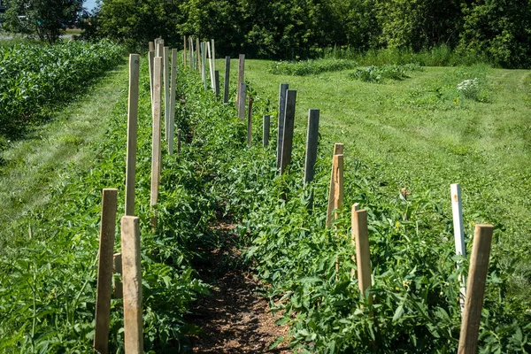 Tomatenpflanze wächst auf dem Feld mit Holzstütze — Stockfoto