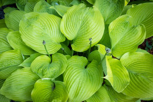 Hosta Sum and Substance plant in the garden — Stock Photo, Image