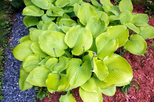 Hosta Sum and Substance plant in the garden — Stock Photo, Image