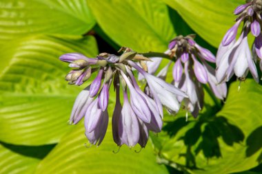 Bahçede Hosta Sum ve Madde bitkisi