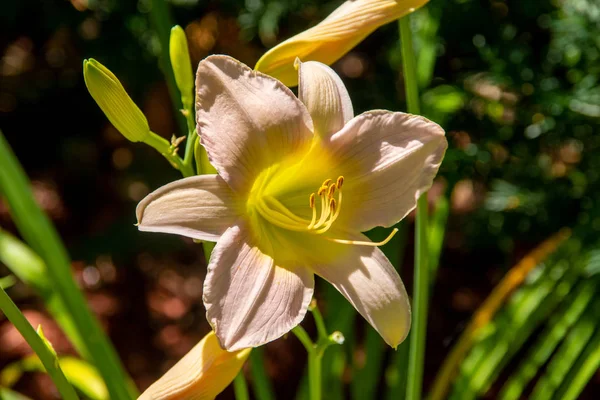 Aurelianus Lily i full blom i trädgården på morgonen — Stockfoto