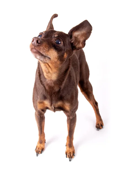 Minyatür kahverengi köpek yukarı bakıyor. — Stok fotoğraf