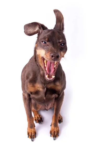Miniatur braun pinsher dog garn — Stockfoto