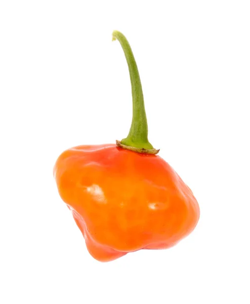 Aji Dulce Orange flavor sweet pepper — Stock Photo, Image
