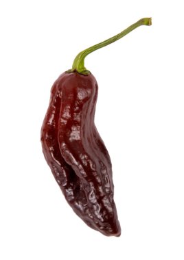 Çikolata bhut jolokia acı biber türü.