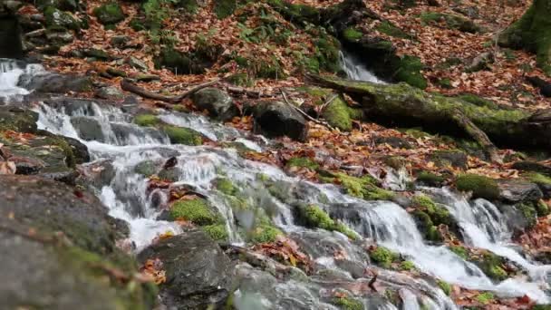 Bingham Cae Bosque Del Estado Mansfield Vermont Estado Material Archivo — Vídeo de stock