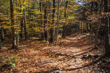 Mt. Mansfield Eyalet Parkı Orman Yolu