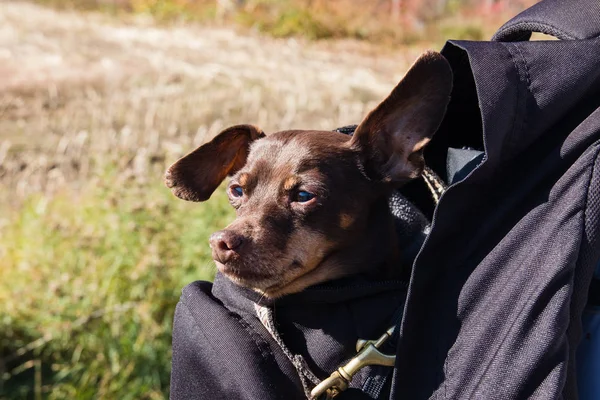 Minyatür pinscher köpeği sırt çantasında geziyor. — Stok fotoğraf