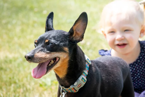 Let Muž Černošky Miniatura Pinscher Plemeno Vyjadřující Štěstí Portrét Venku — Stock fotografie