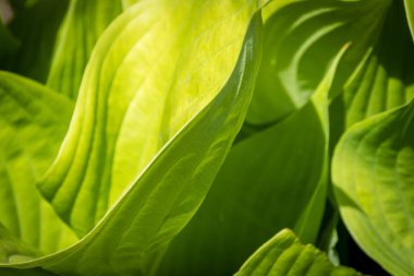 Bush Hosta Sum ve Madde Yeşilliği Makro Seçici Odaklama