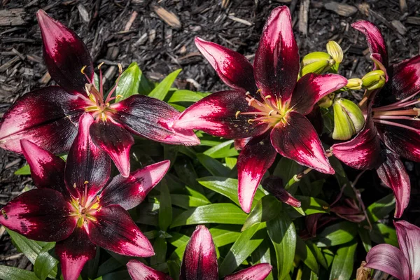 Lila Ögon Asiatisk Lilja Blomma Växt Perenn — Stockfoto