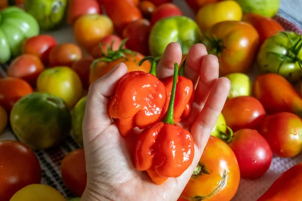 Opknoping Verse Trinidad Moruga Extreem Hete Peper Oogst — Stockfoto